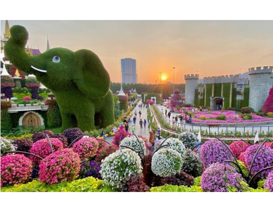 Dubai Miracle Garden and Global Village Tour with Transfers